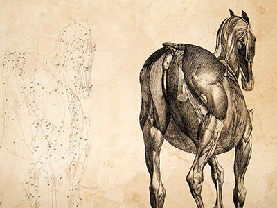 Etching for Anatomy of the Horse George Stubbs